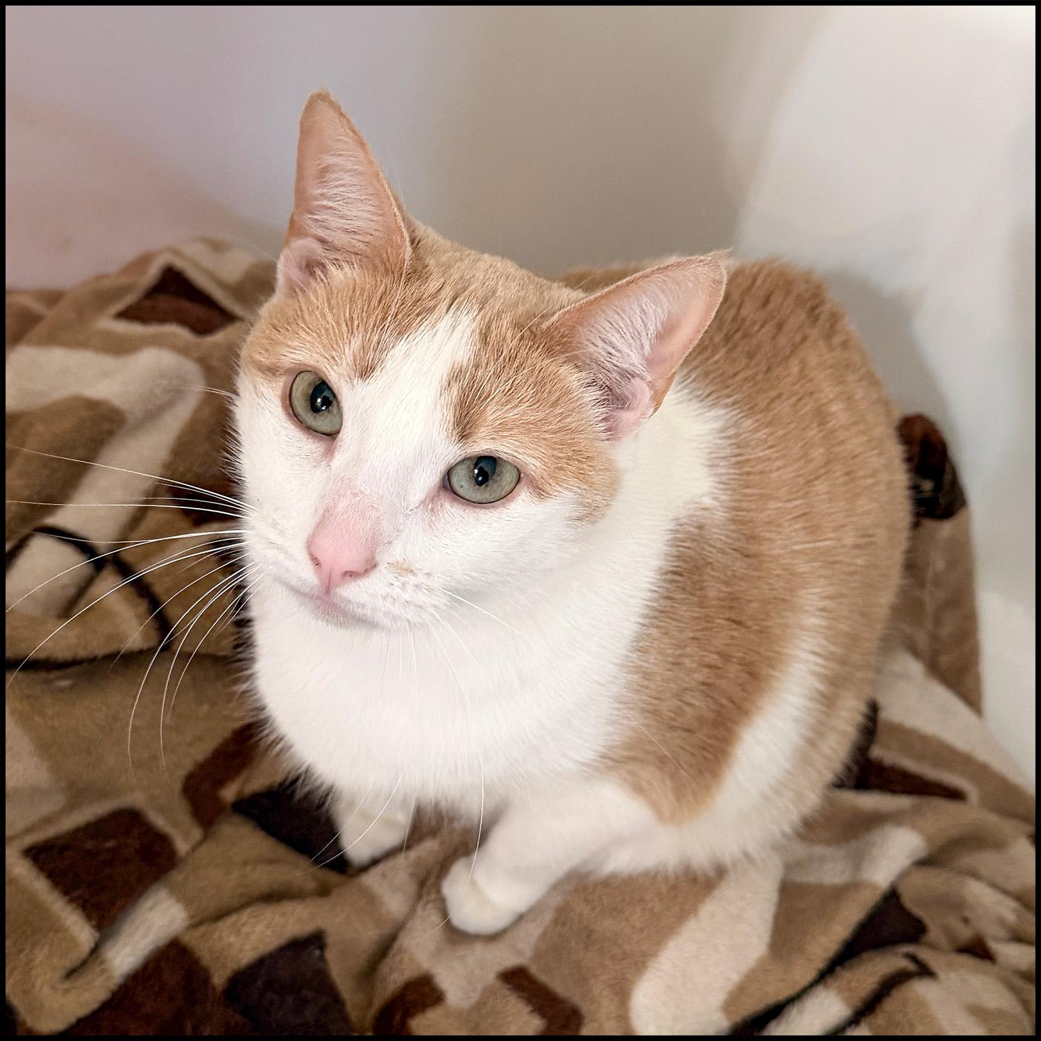 Enlarge Frosia, a ADOPTABLE mixed breed in Roswell, GA image 3/3