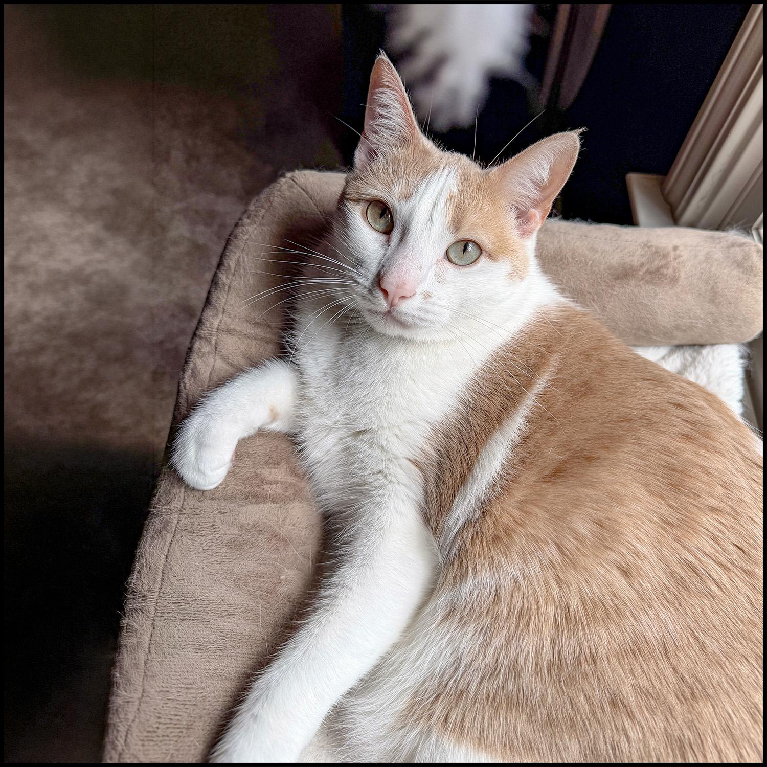 Enlarge Frosia, a ADOPTABLE mixed breed in Roswell, GA image 1/3