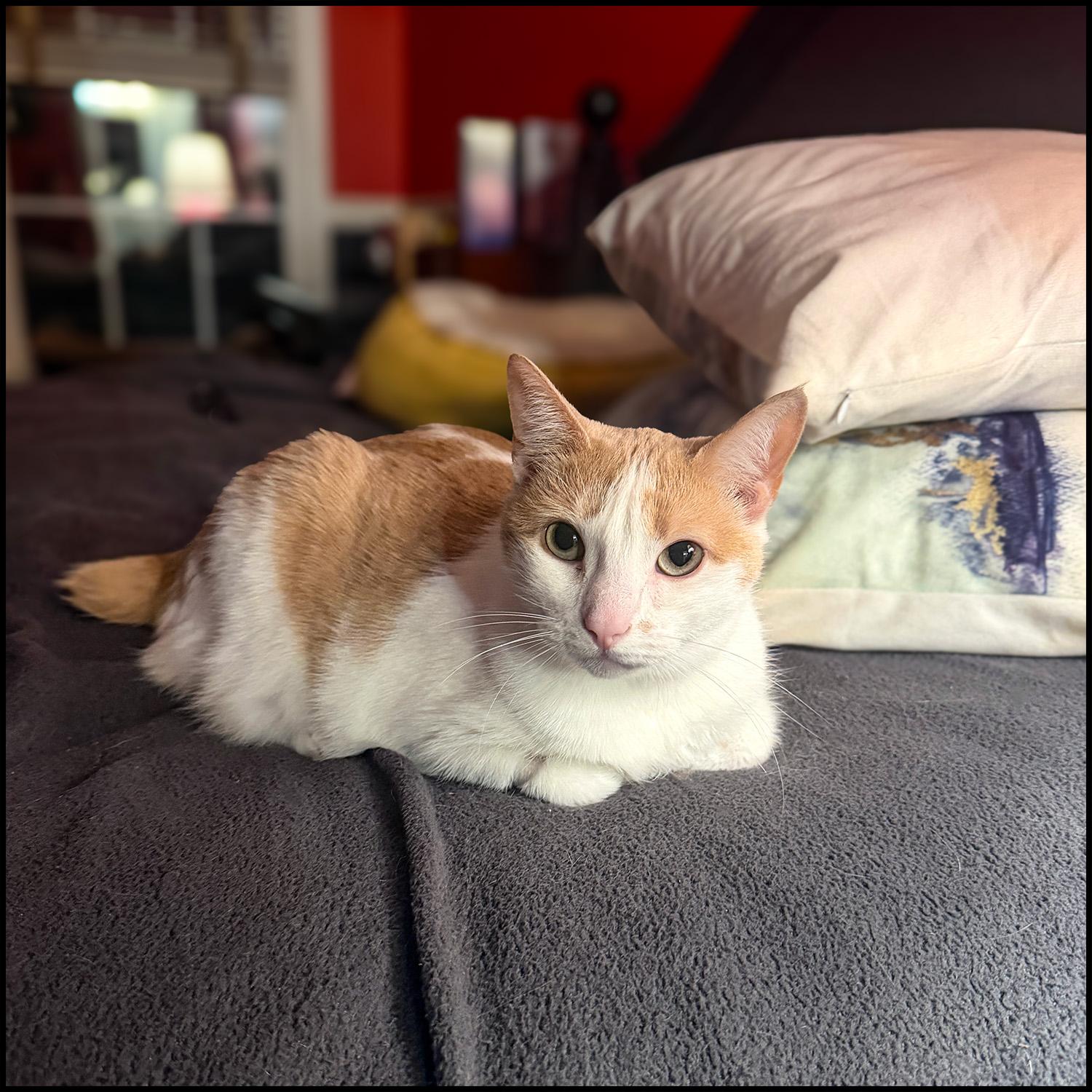 Enlarge Frosia, a ADOPTABLE mixed breed in Roswell, GA image 2/3
