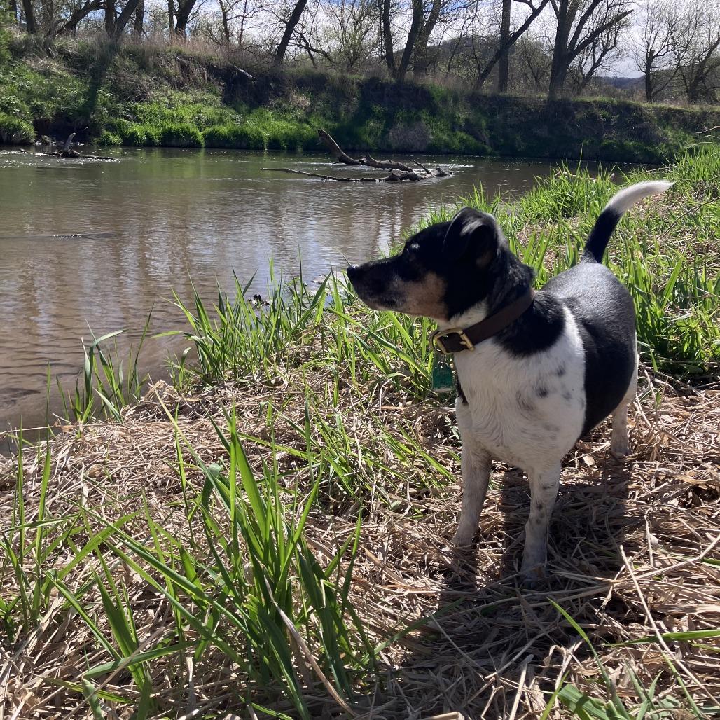 Enlarge Yuki, a Adoptable Jack Russell Terrier in Minneapolis, MN image 1/6