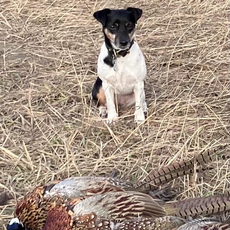 Enlarge Yuki, a Adoptable Jack Russell Terrier in Minneapolis, MN image 2/6