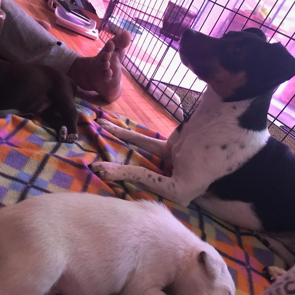 Enlarge Yuki, a Adoptable Jack Russell Terrier in Minneapolis, MN image 3/6