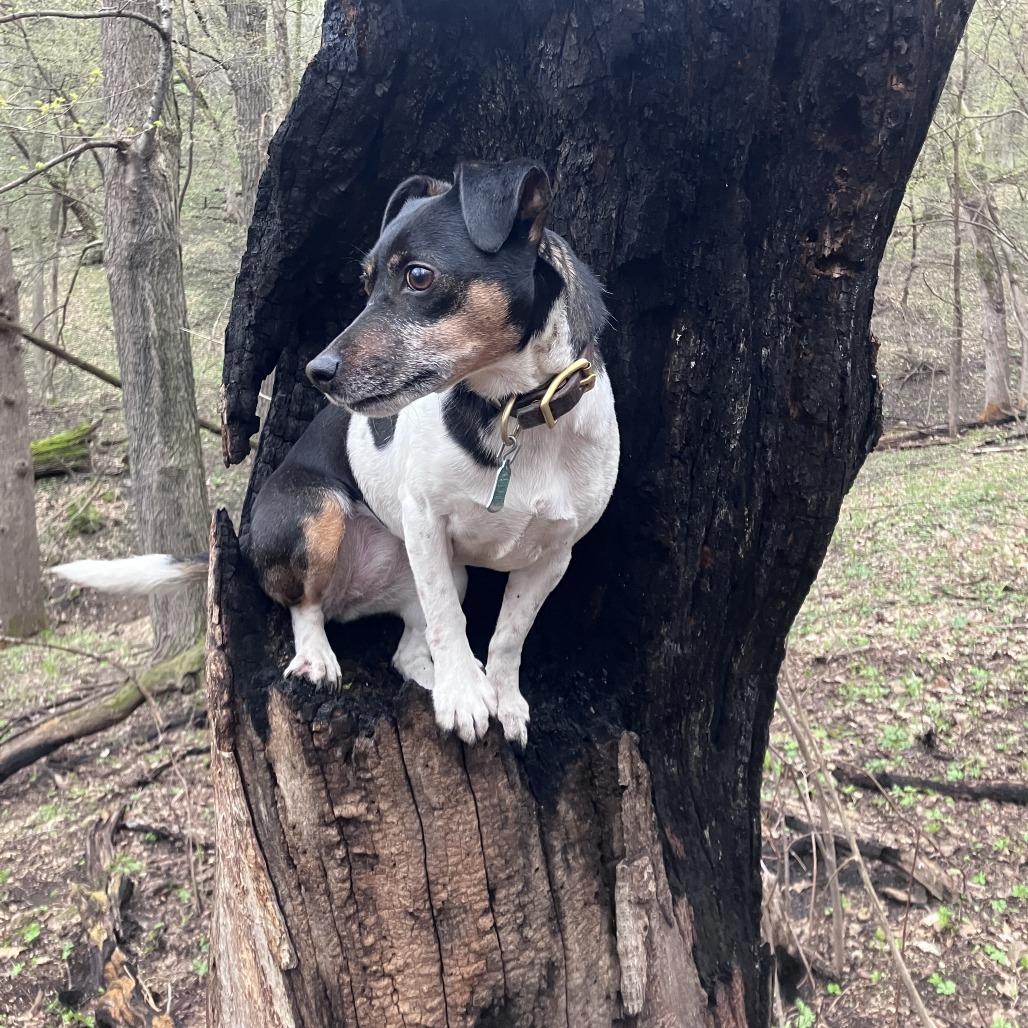 Enlarge Yuki, a Adoptable Jack Russell Terrier in Minneapolis, MN image 4/6