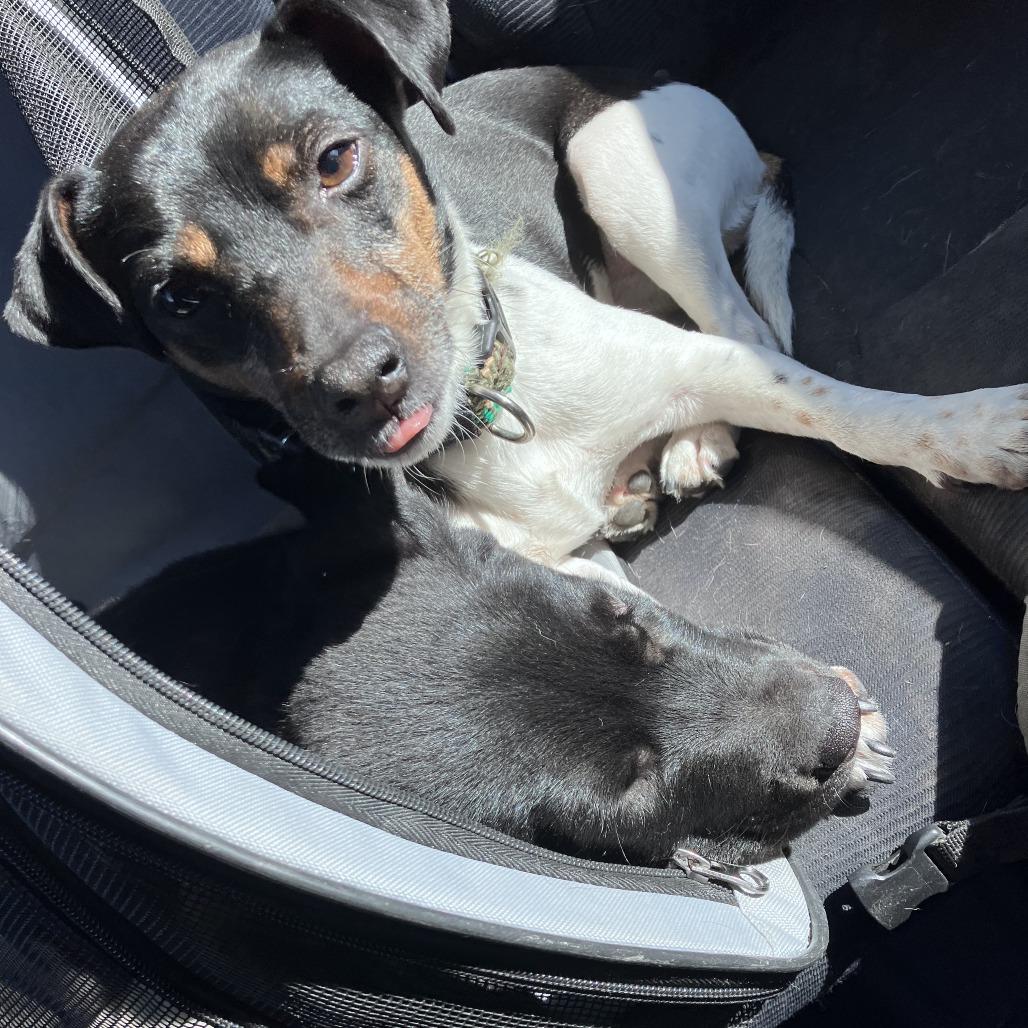 Enlarge Yuki, a Adoptable Jack Russell Terrier in Minneapolis, MN image 5/6