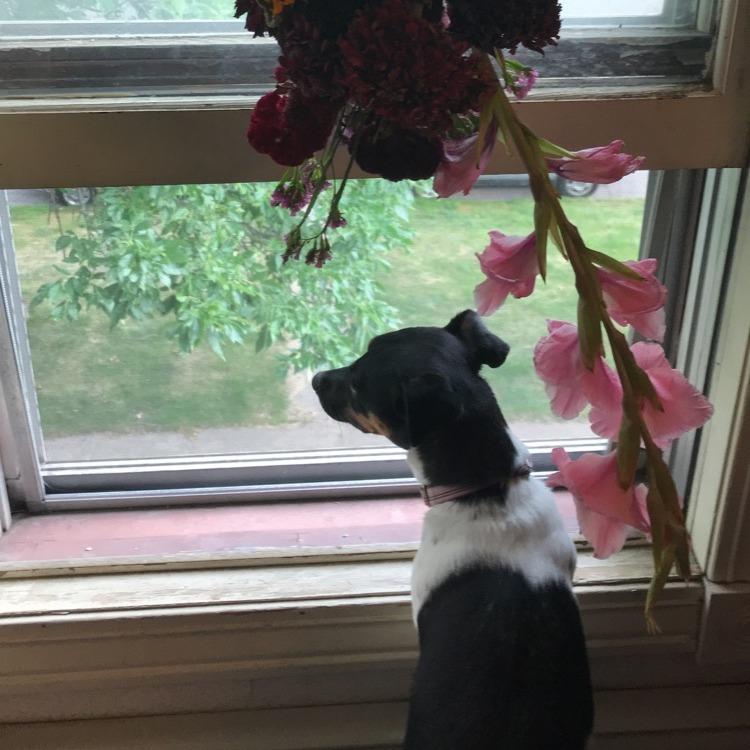 Enlarge Yuki, a Adoptable Jack Russell Terrier in Minneapolis, MN image 6/6
