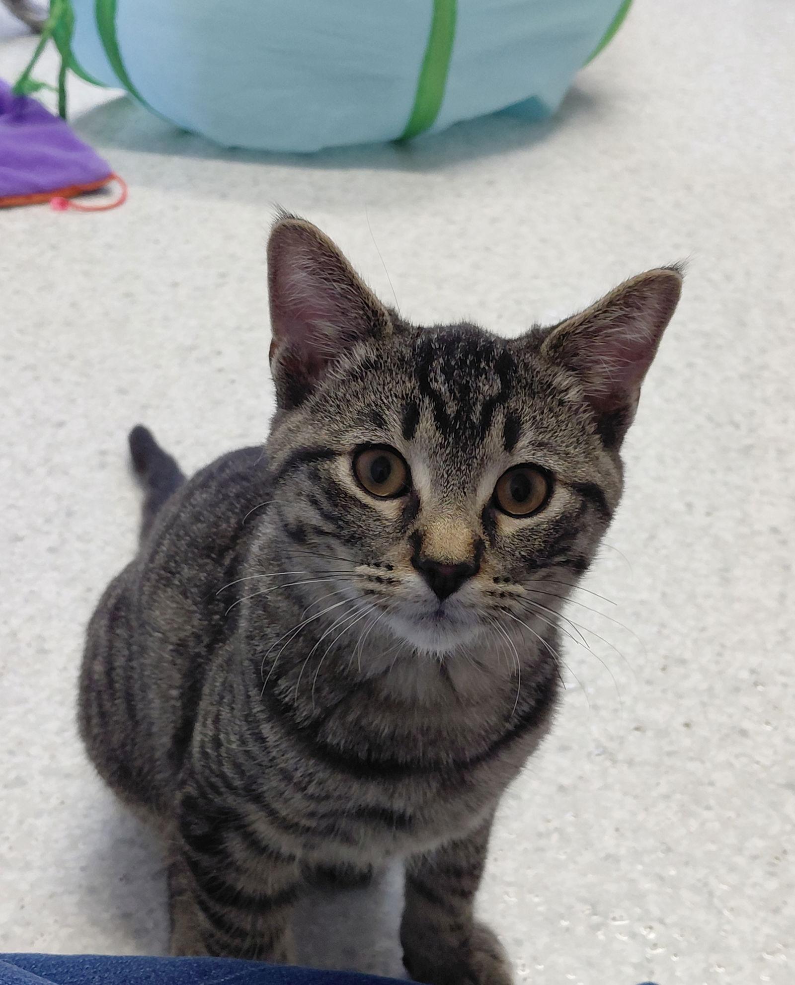 Zander, Adoptable, Kitten Male Domestic Short Hair & Tabby.