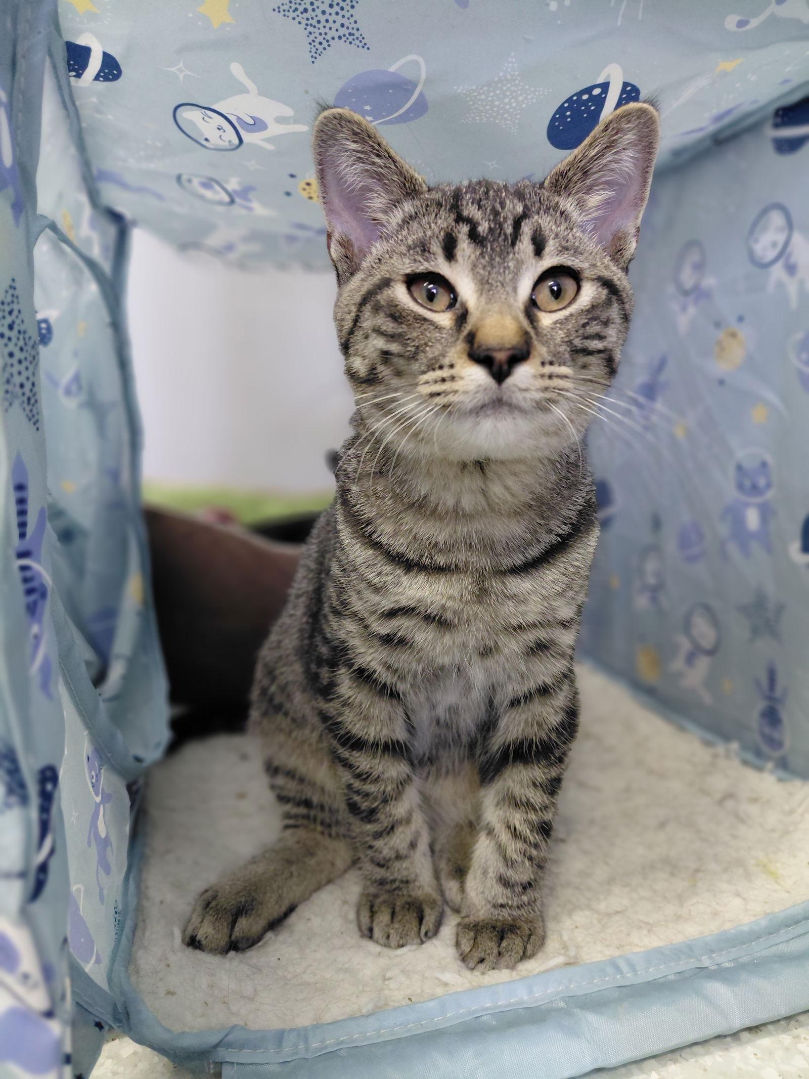 Zander, a Adoptable mixed breed in Montello, WI image 2/3