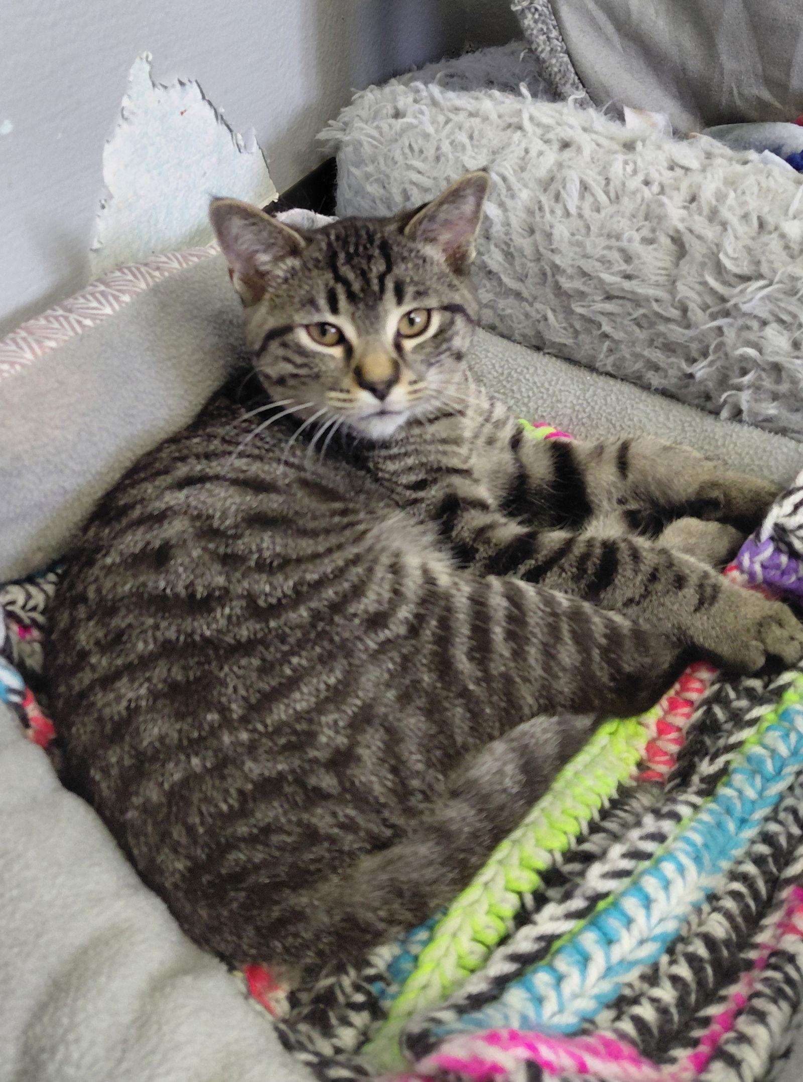 Zander, a Adoptable mixed breed in Montello, WI image 3/3