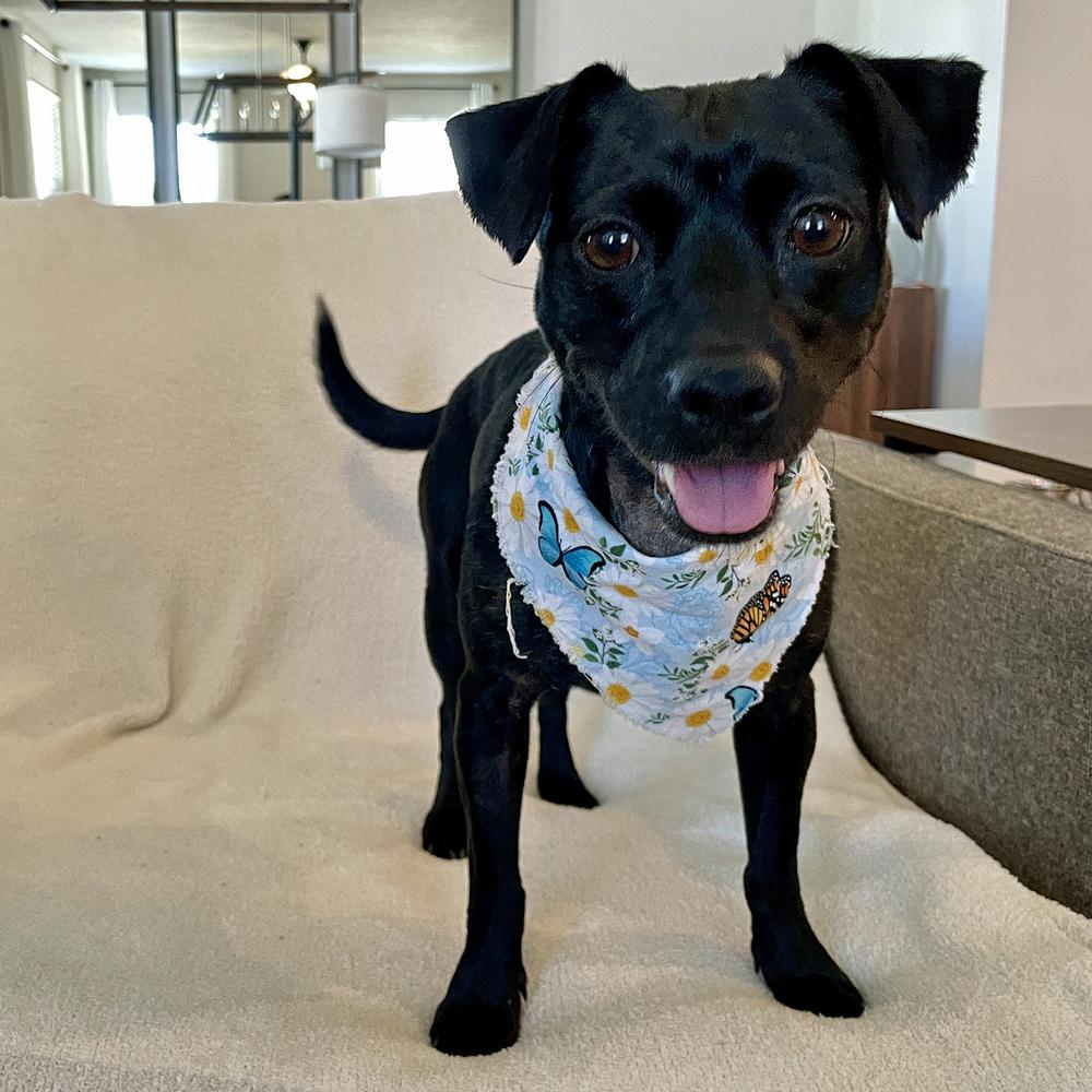 Oreo Cookie, Adoptable, Young Female Terrier.