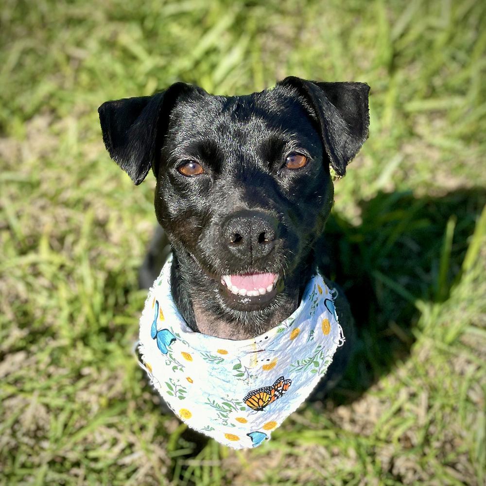 Enlarge Oreo Cookie, a Adoptable mixed breed in Orlando, FL image 3/6