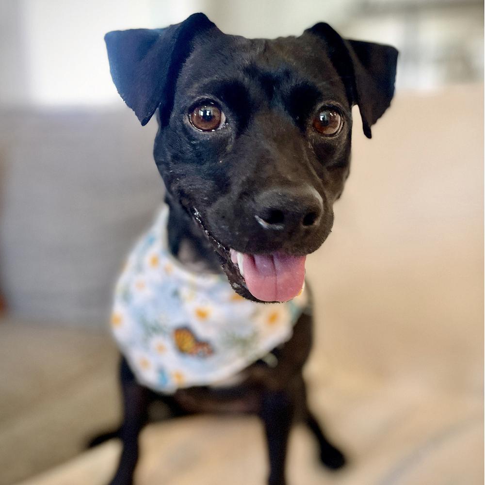 Enlarge Oreo Cookie, a Adoptable mixed breed in Orlando, FL image 4/6