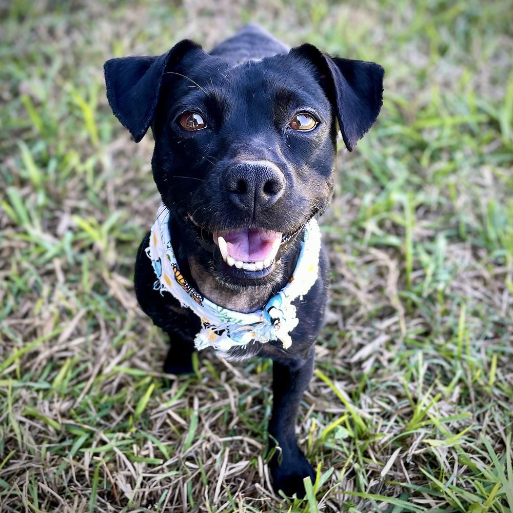 Enlarge Oreo Cookie, a Adoptable mixed breed in Orlando, FL image 5/6