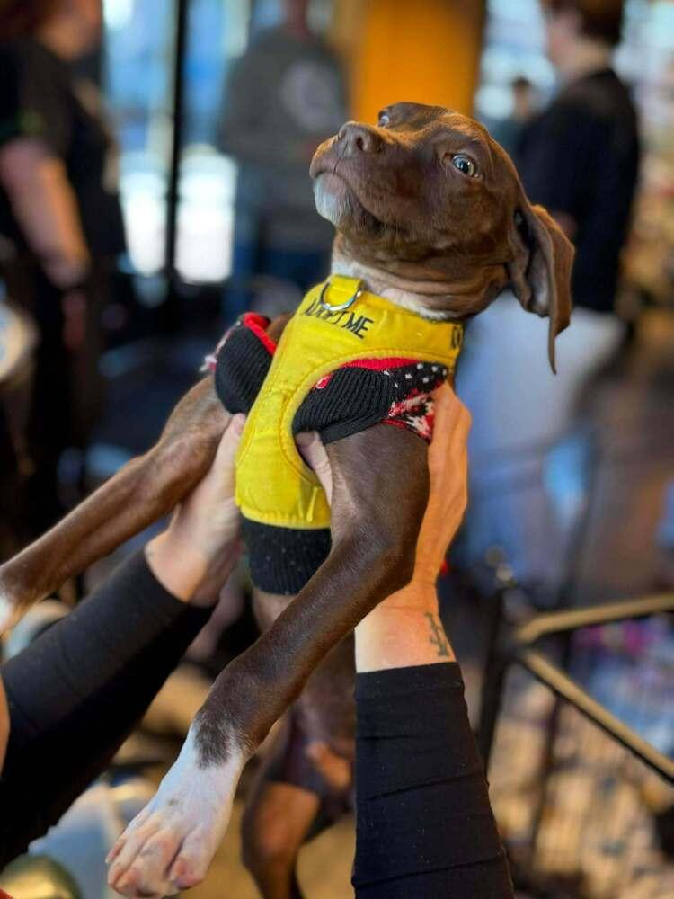 Pepper Crew  Habanero