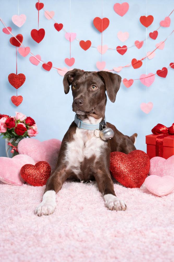 Pepper Crew - Habanero, Adoptable, Puppy Male Setter & German Shorthaired Pointer.