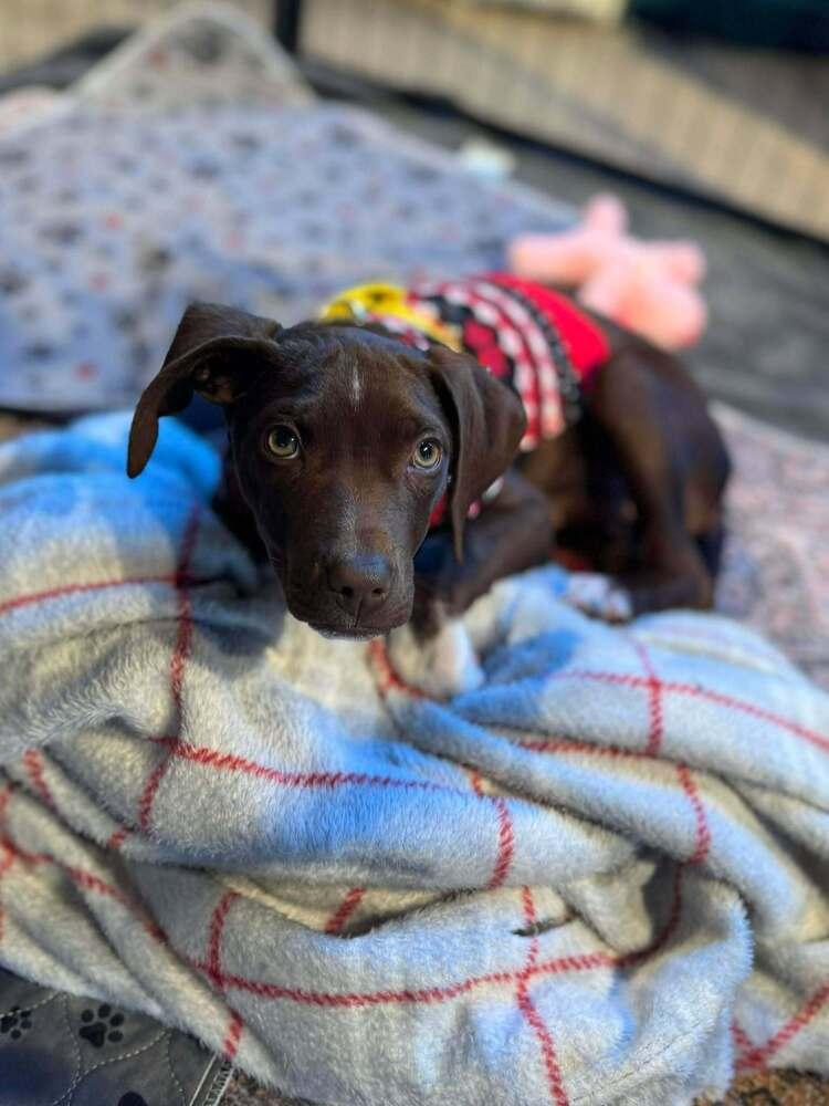 Pepper Crew  Habanero thumbnail 3