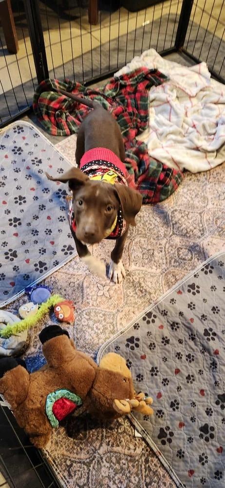 Pepper Crew  Habanero thumbnail 4