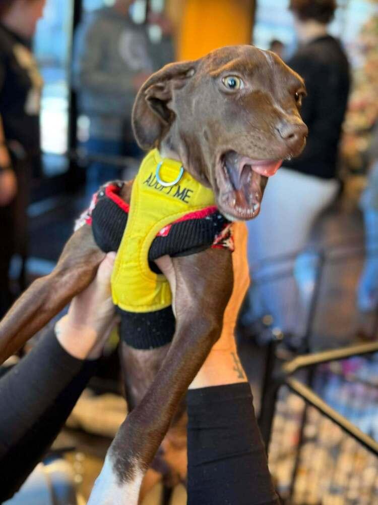 Pepper Crew  Habanero thumbnail 6