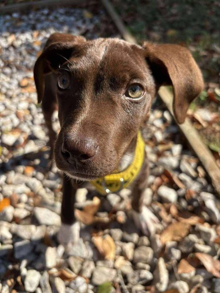 Pepper Crew  Habanero thumbnail 7