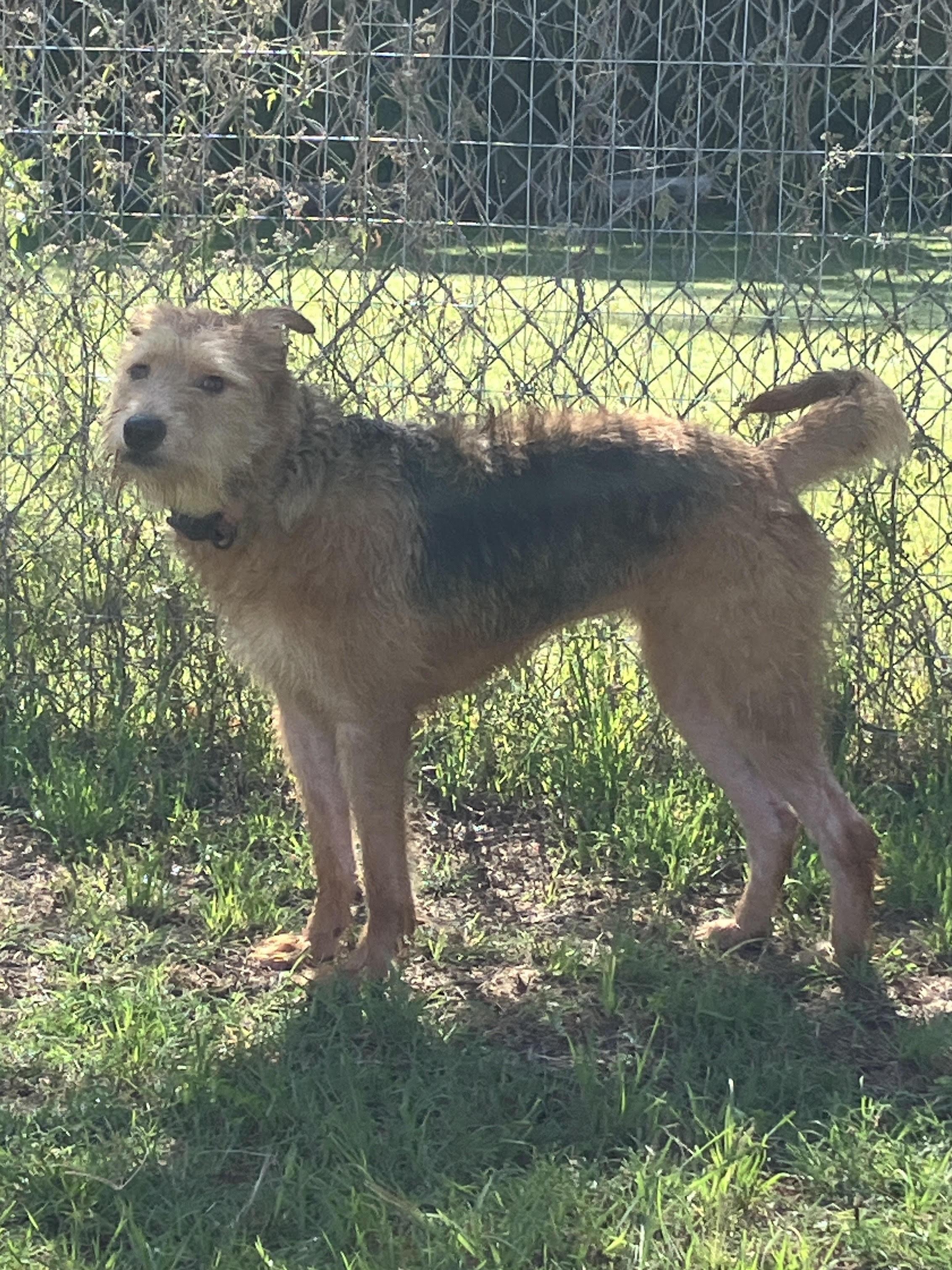 ATHENA-Adorable Airedoodle, an adopted mixed breed in Stephenville, TX image 4/5