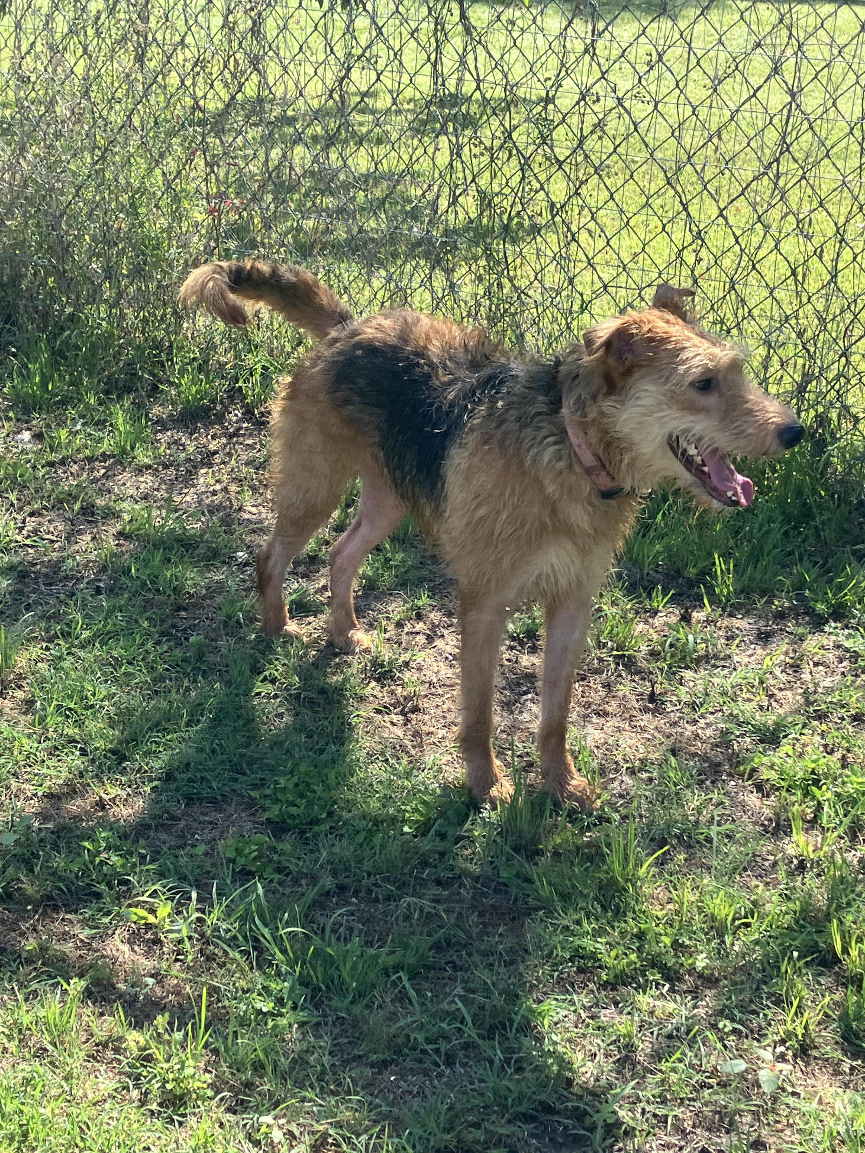 ATHENA-Adorable Airedoodle, an adopted mixed breed in Stephenville, TX image 2/5