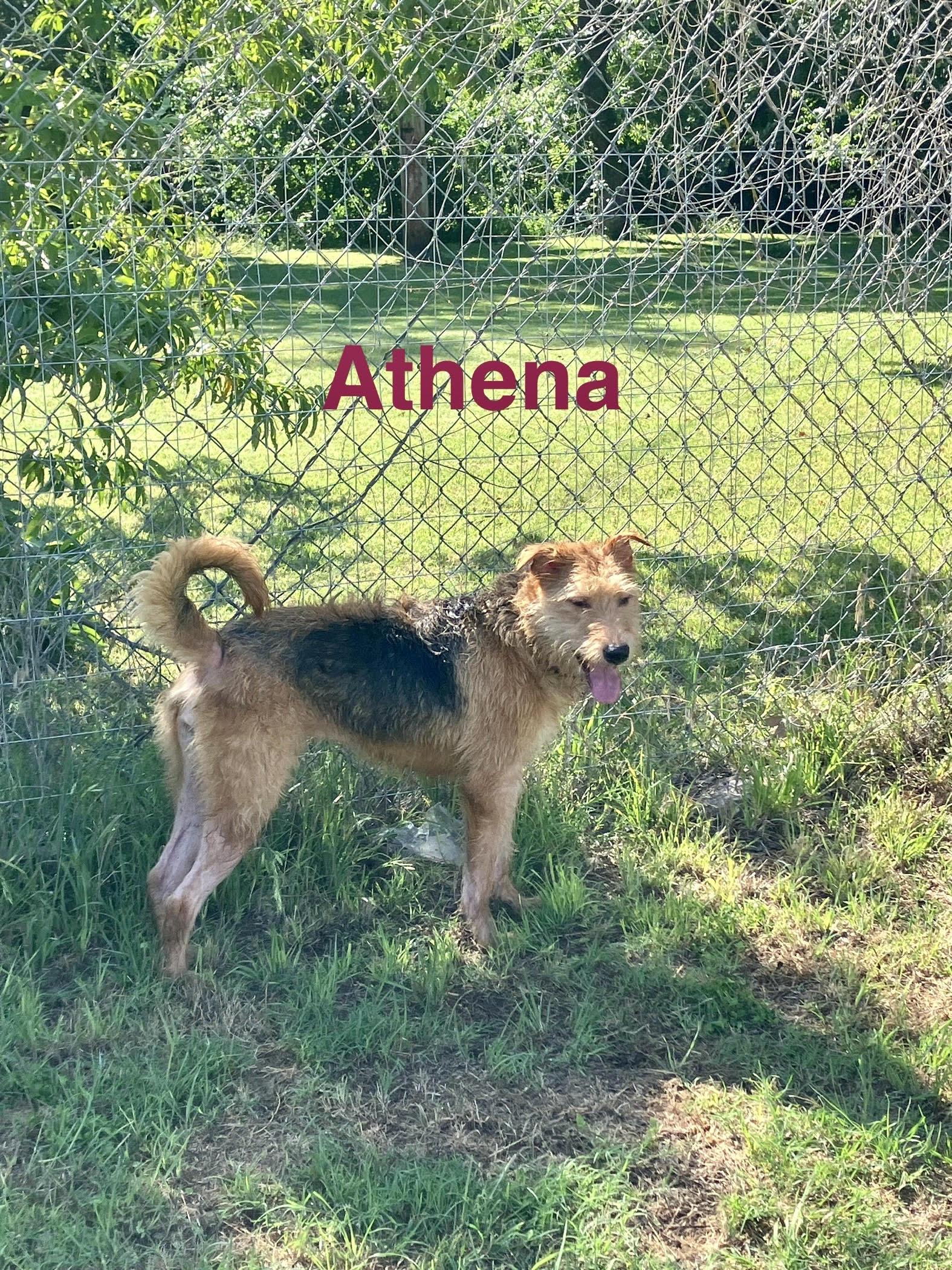 ATHENA-Adorable Airedoodle, adopted, Young Female Airedale Terrier & Poodle.