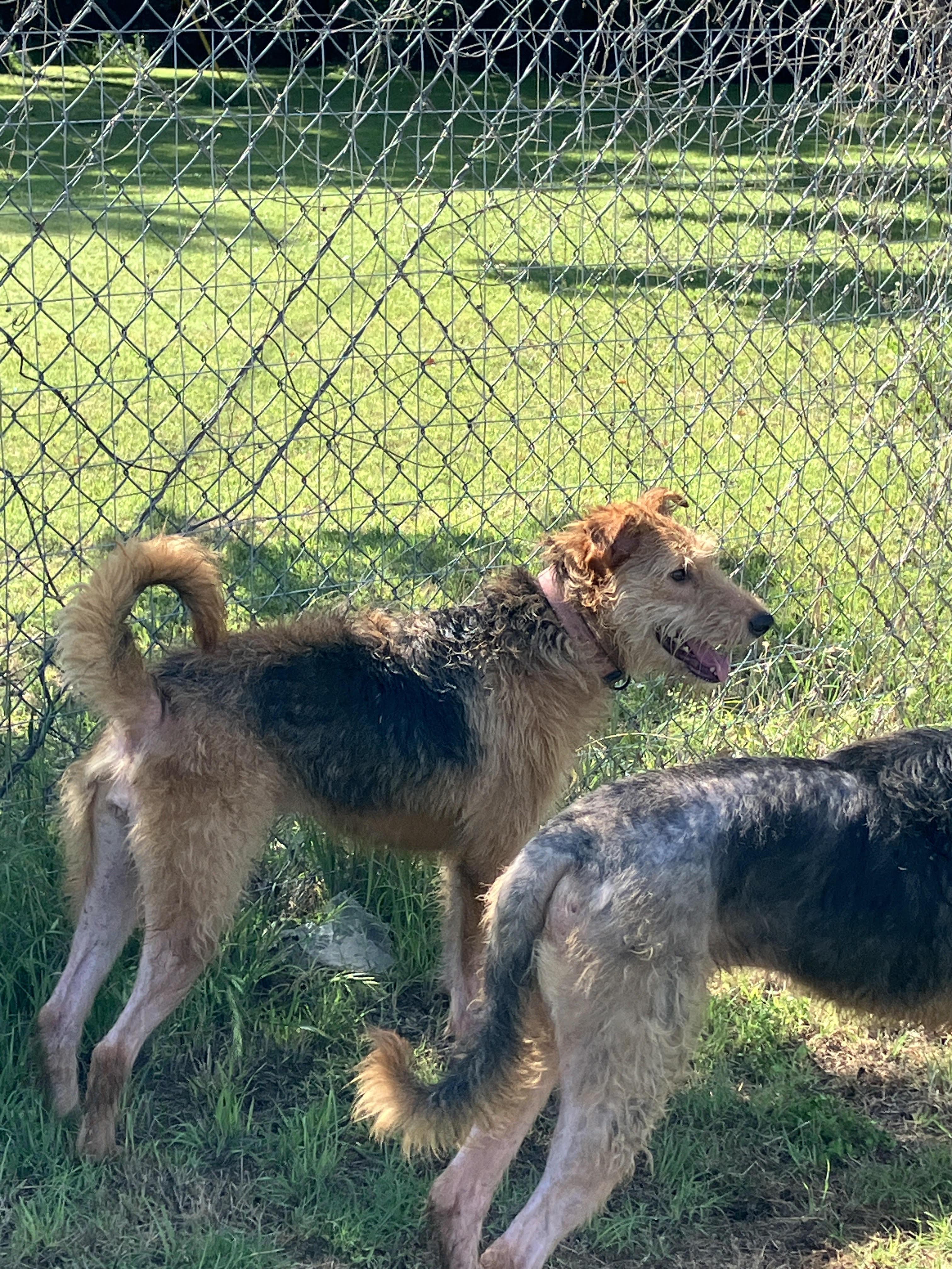 ATHENA-Adorable Airedoodle, an adopted mixed breed in Stephenville, TX image 3/5