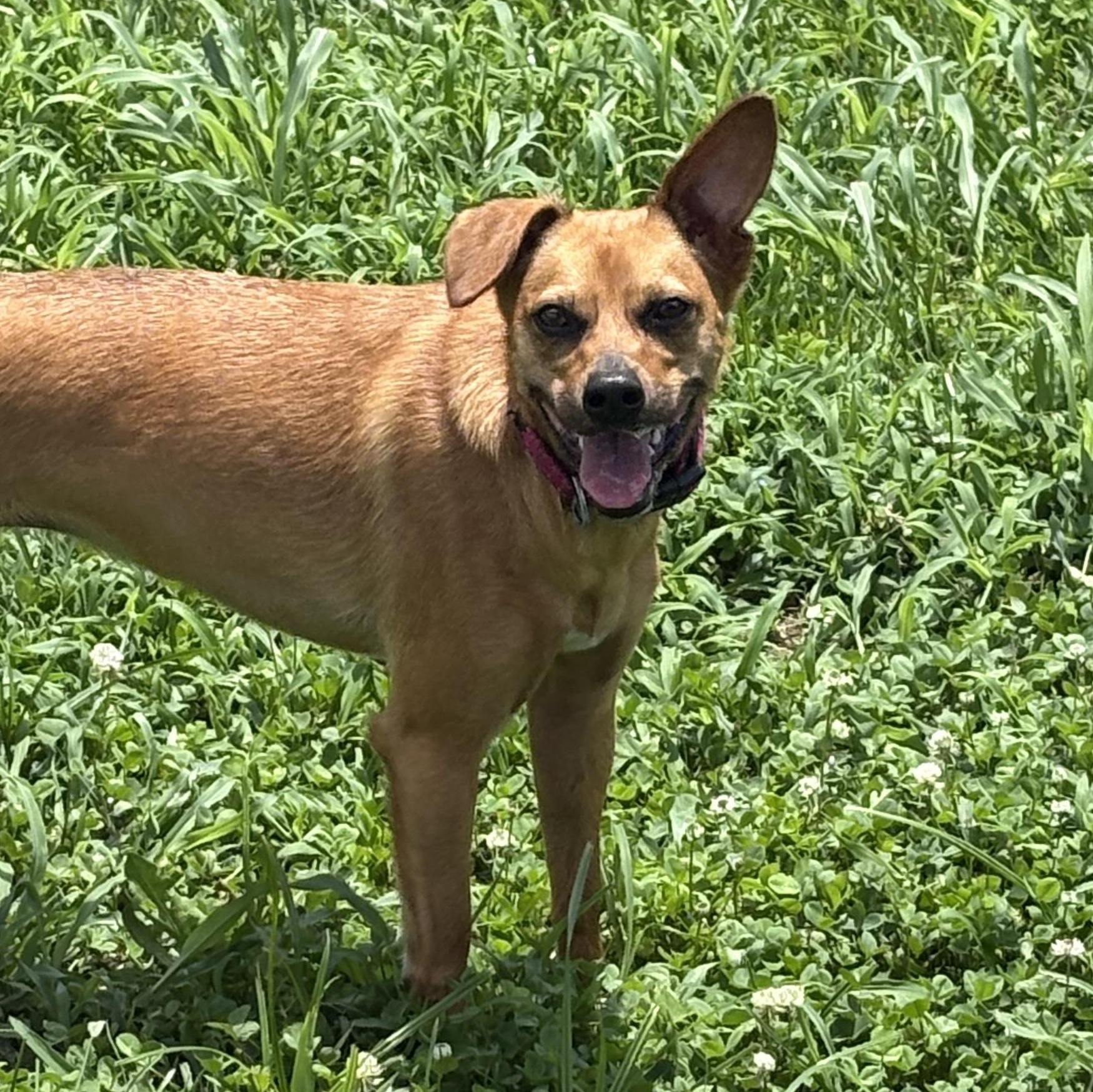 Gemma, ADOPTABLE, Young Female Chihuahua & Feist.