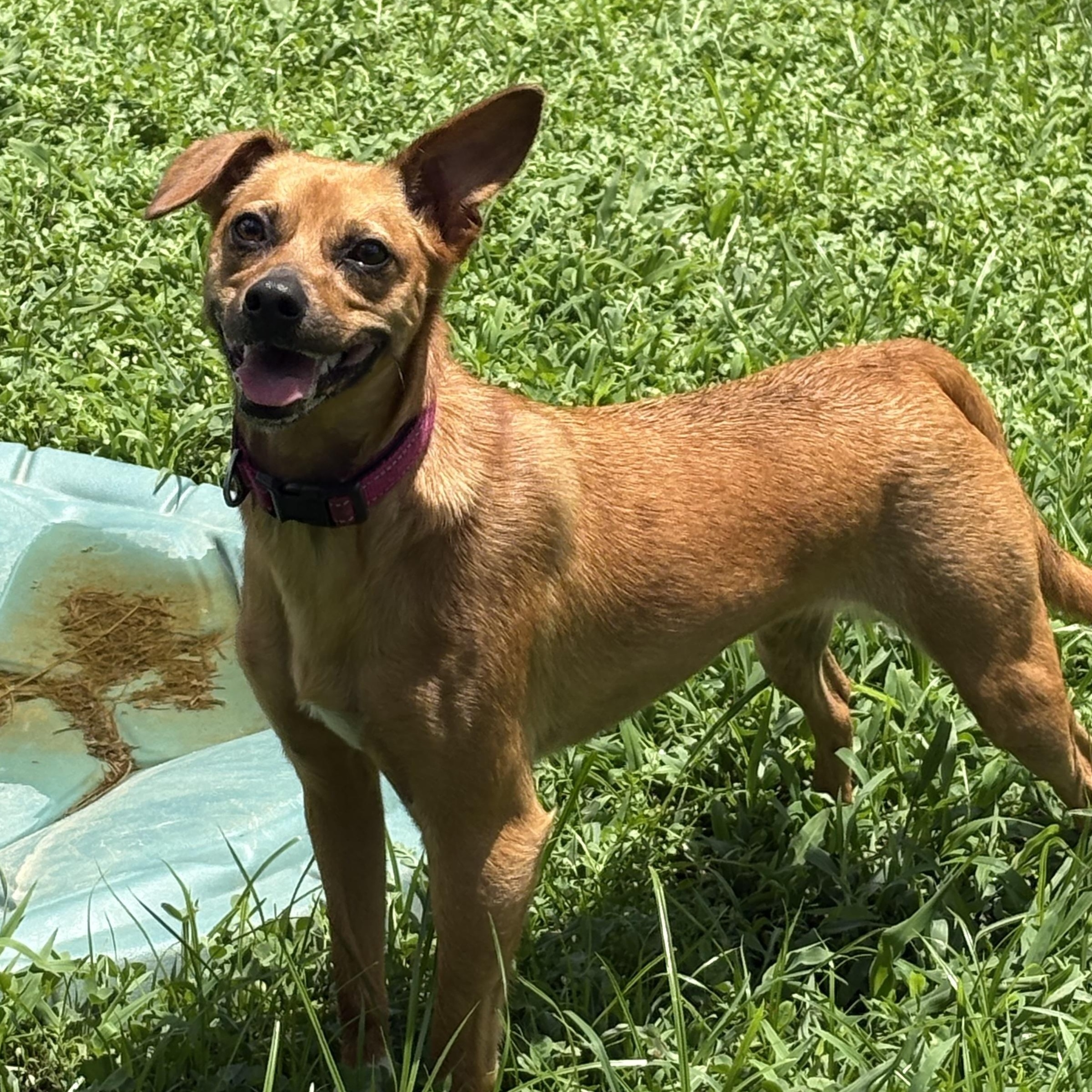 Gemma, a ADOPTABLE mixed breed in Bardstown, KY image 2/4