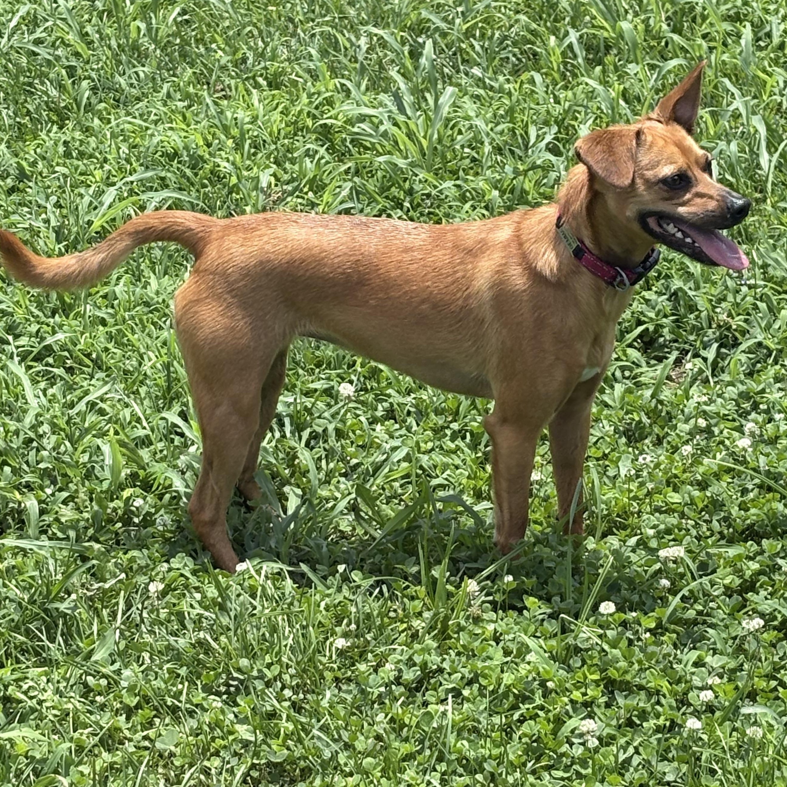 Gemma, a ADOPTABLE mixed breed in Bardstown, KY image 4/4