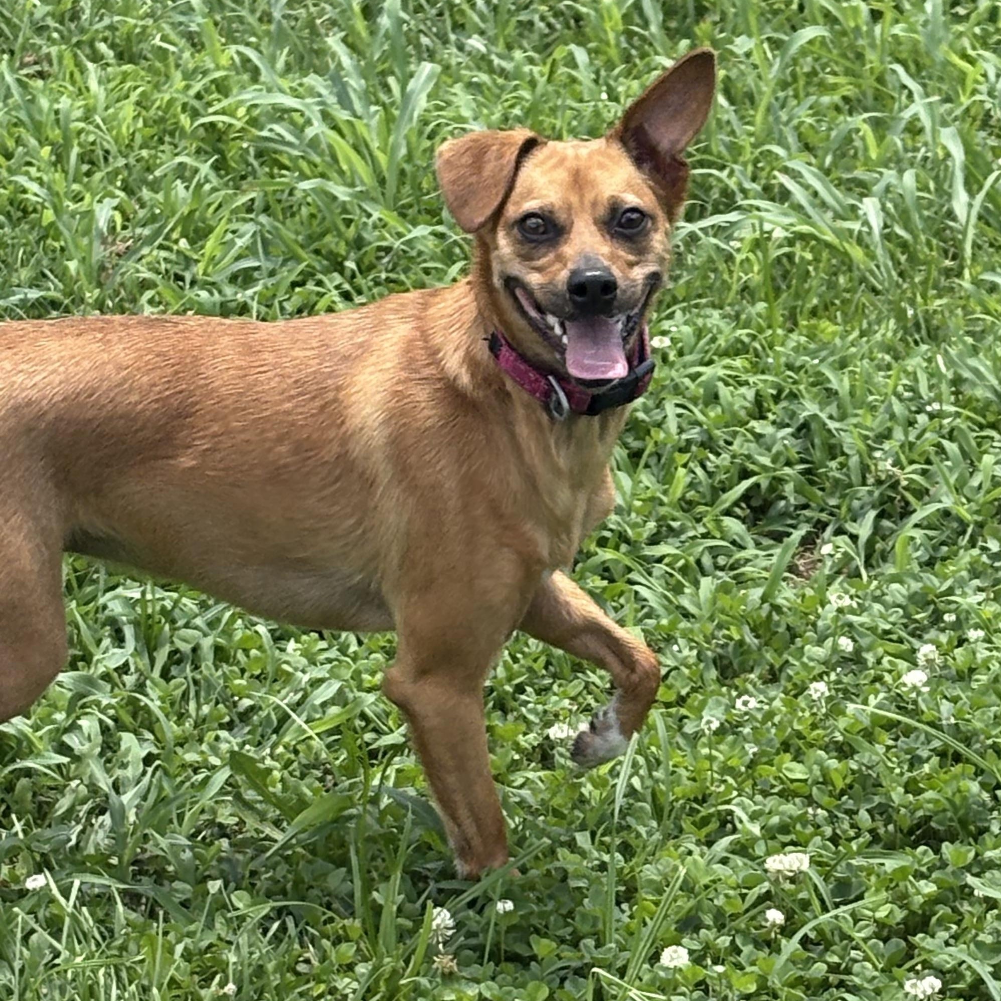 Gemma, a ADOPTABLE mixed breed in Bardstown, KY image 3/4
