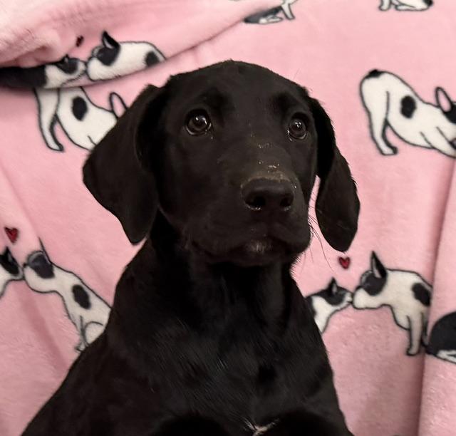 Strawberry Tropical, a Adoptable mixed breed in Woburn, MA image 2/6
