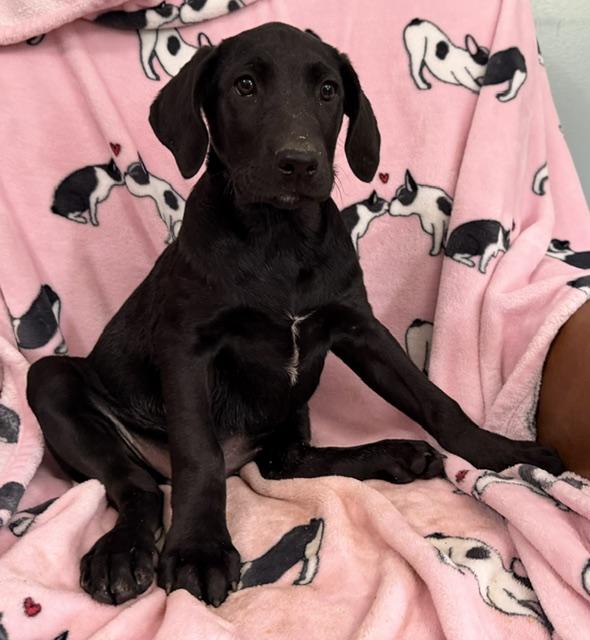 Strawberry Tropical, a Adoptable mixed breed in Woburn, MA image 4/6
