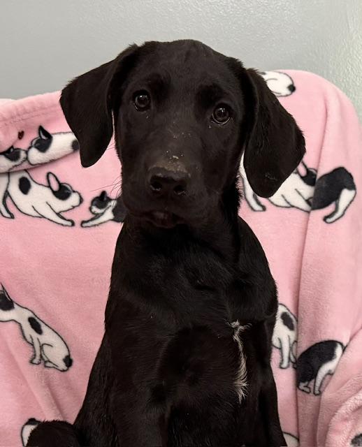Strawberry Tropical, a Adoptable mixed breed in Woburn, MA image 6/6