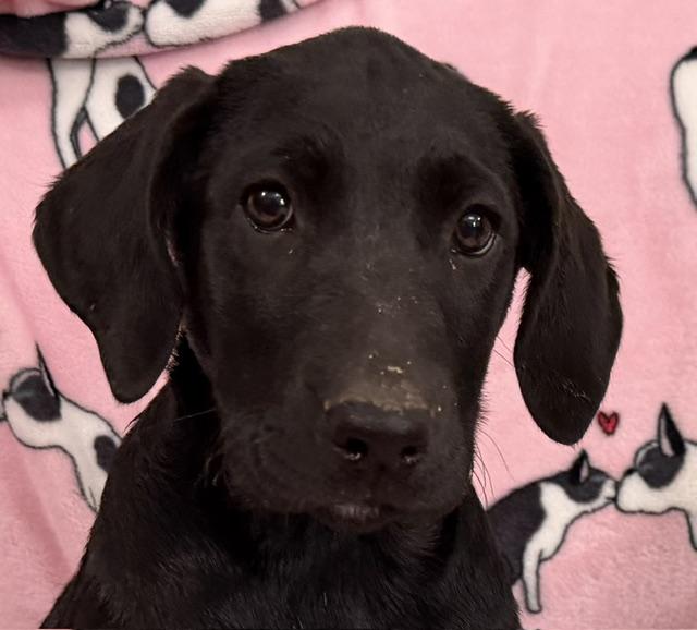 Strawberry Tropical, a Adoptable mixed breed in Woburn, MA image 1/6