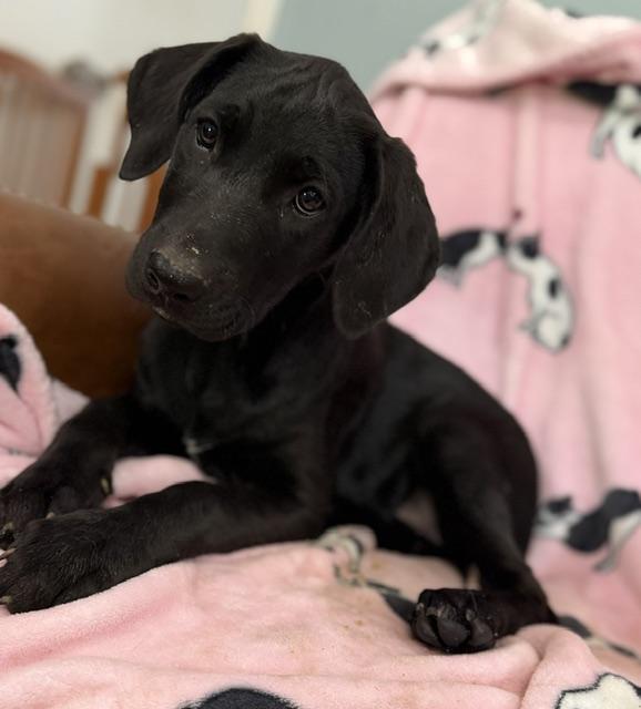 Strawberry Tropical, a Adoptable mixed breed in Woburn, MA image 5/6