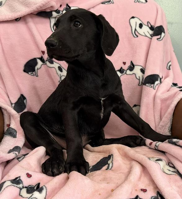 Strawberry Tropical, a Adoptable mixed breed in Woburn, MA image 3/6