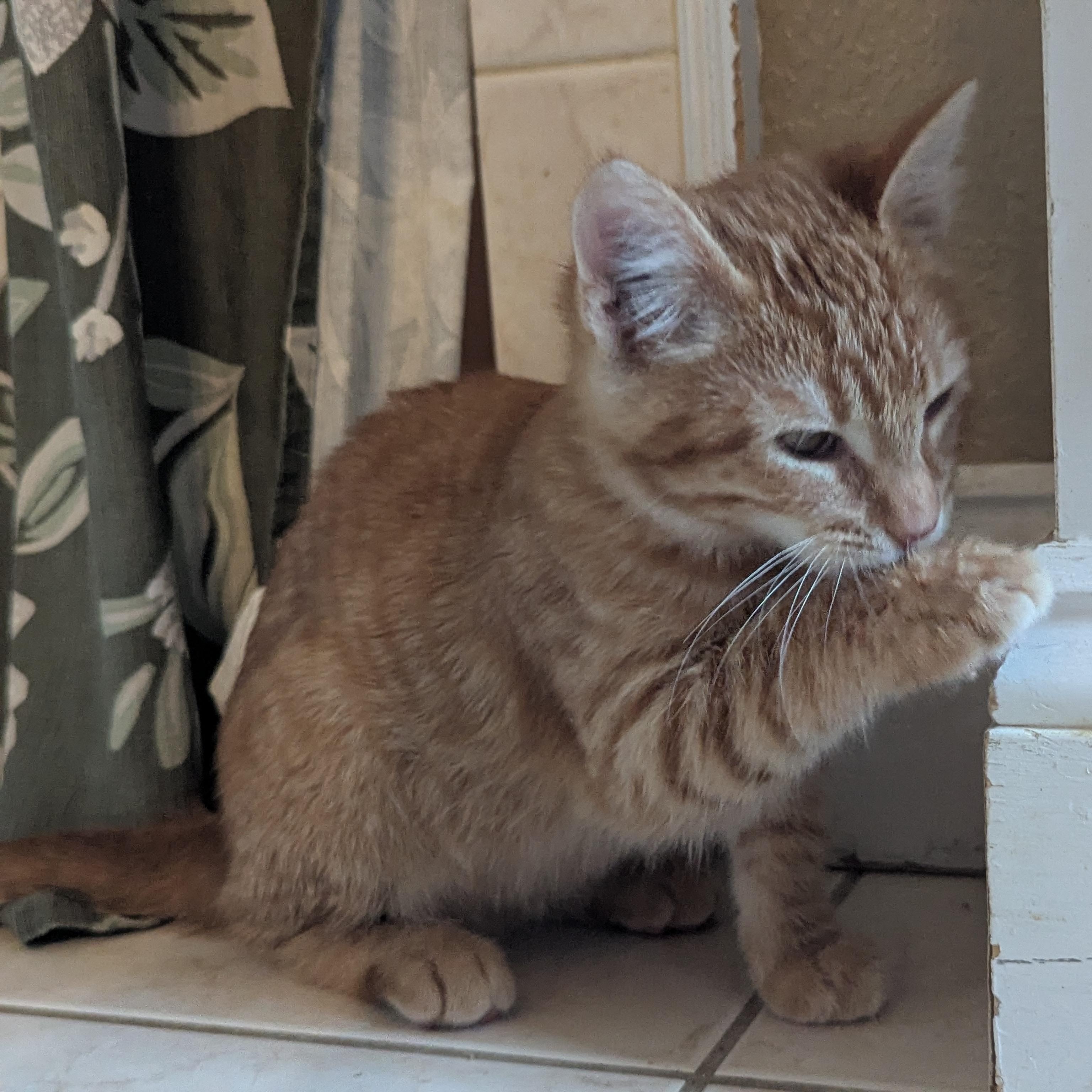 Stuart, ADOPTABLE, Kitten Male Domestic Medium Hair.