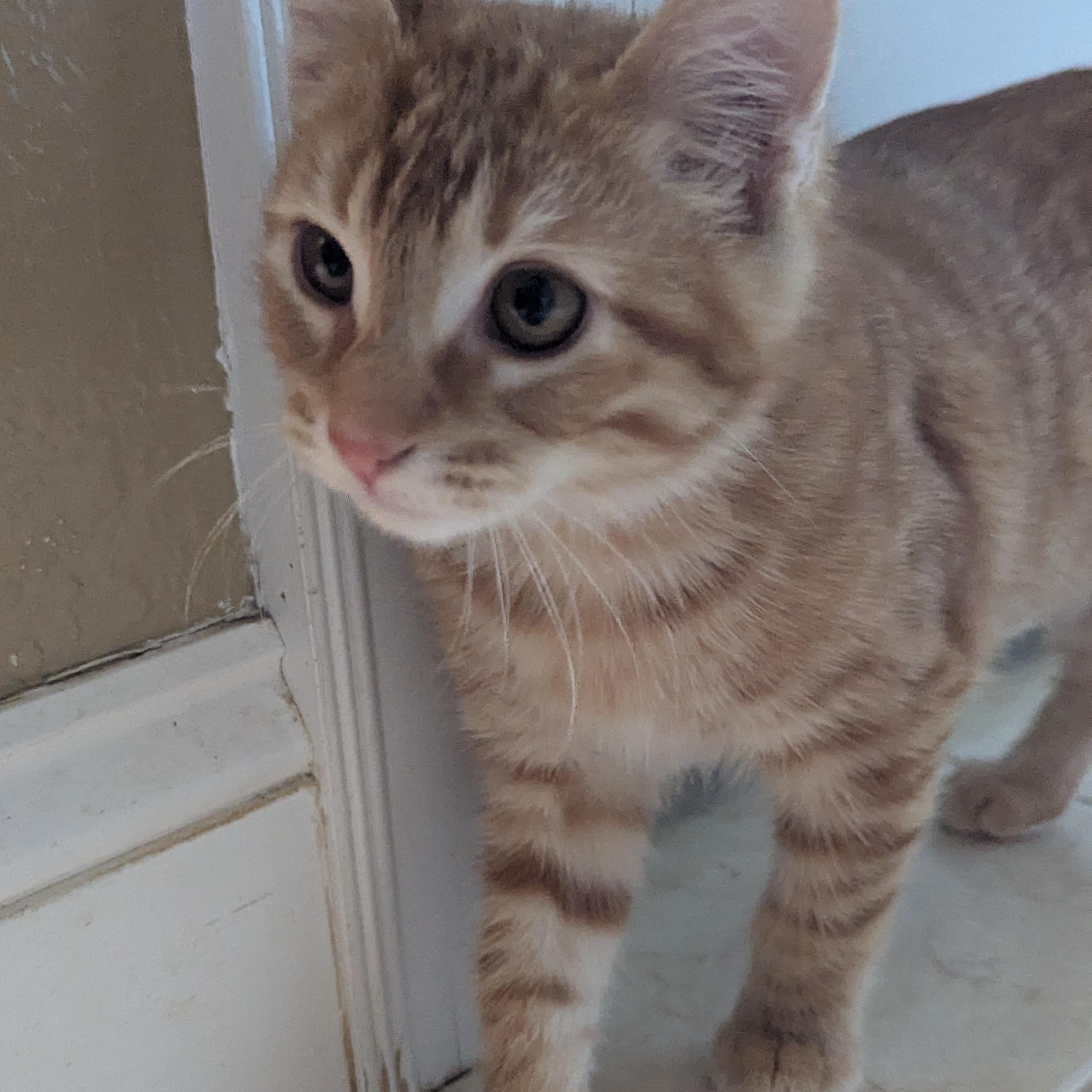 Enlarge Stuart, a ADOPTABLE Domestic Medium Hair in Moosup, CT image 4/5