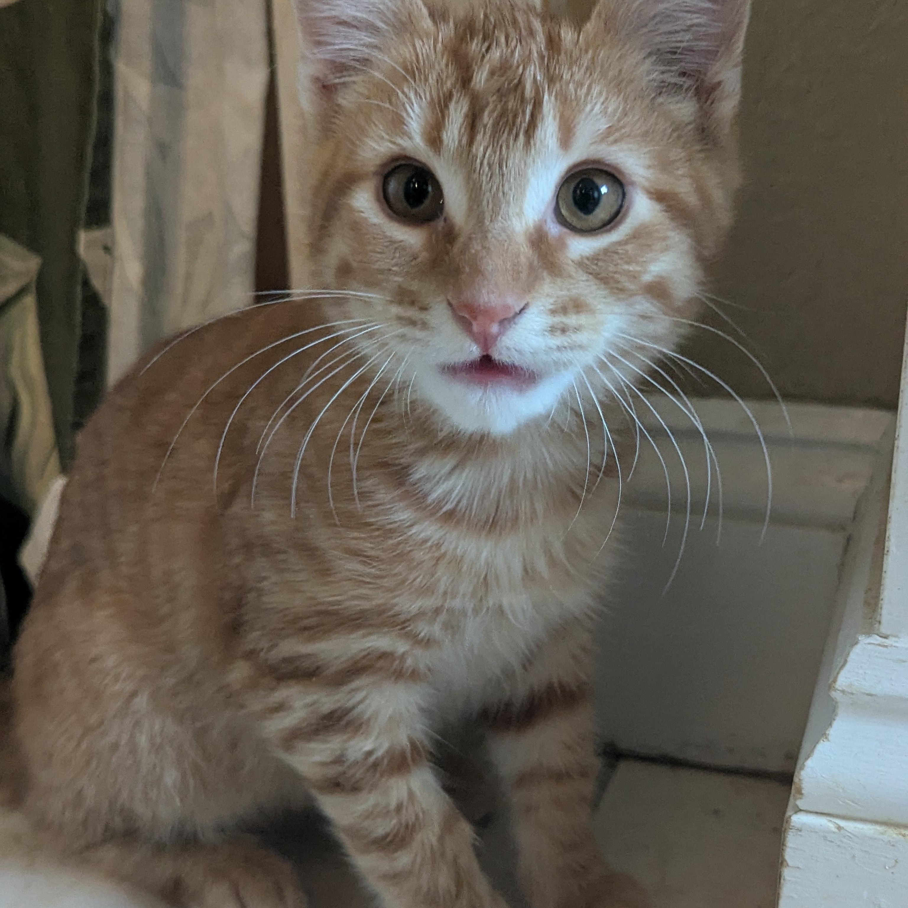 Enlarge Stuart, a ADOPTABLE Domestic Medium Hair in Moosup, CT image 5/5