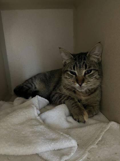 Enlarge Chrissy, a Adopted Domestic Short Hair in Steamboat Springs, CO image 1/1