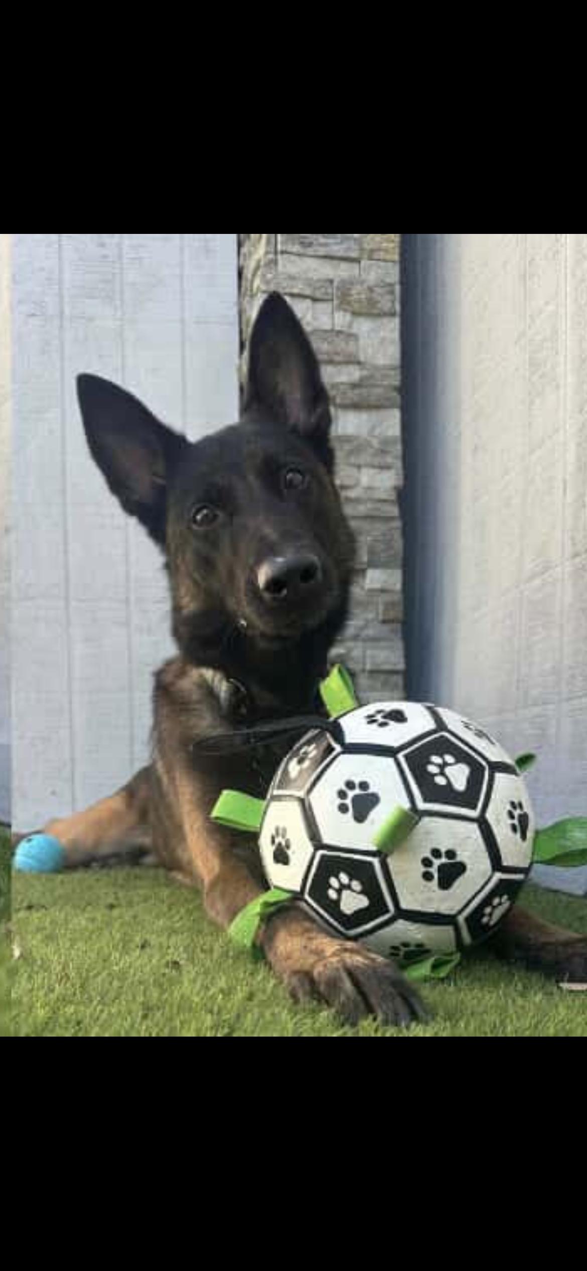 Enlarge Ducky, a ADOPTABLE Belgian Shepherd / Malinois in Duxbury, MA image 2/2