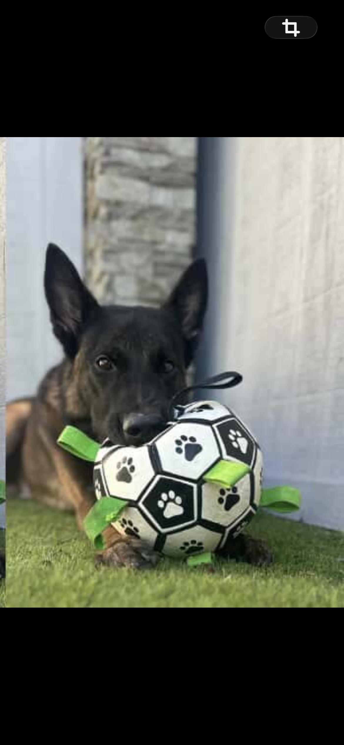 Enlarge Ducky, a ADOPTABLE Belgian Shepherd / Malinois in Duxbury, MA image 1/2