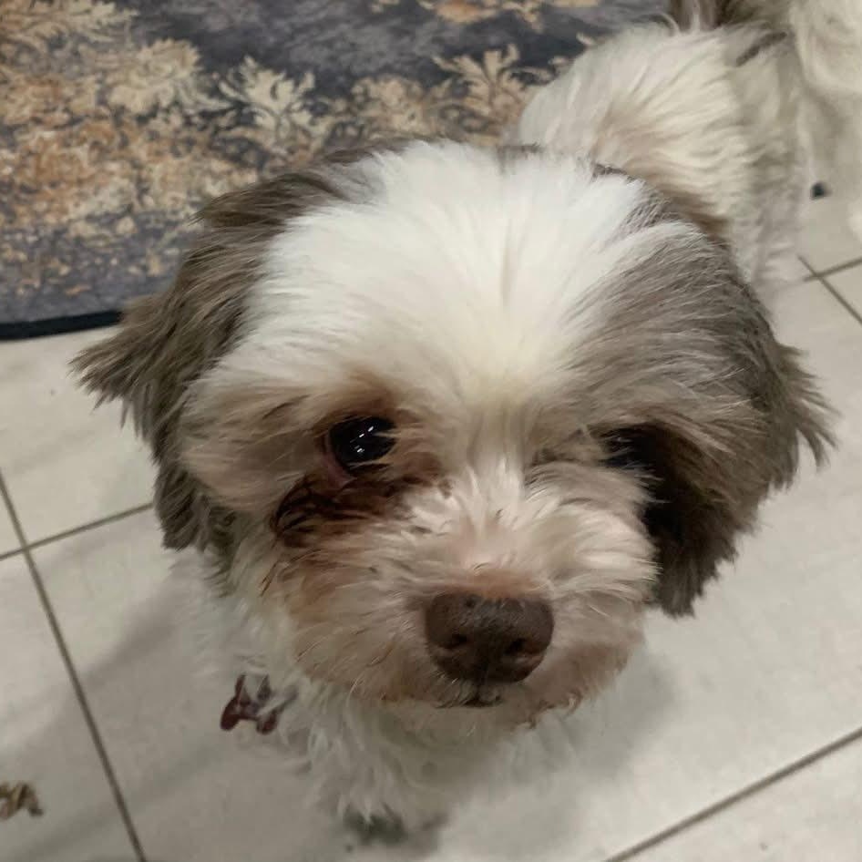 Dylan Maverick thumbnail 2