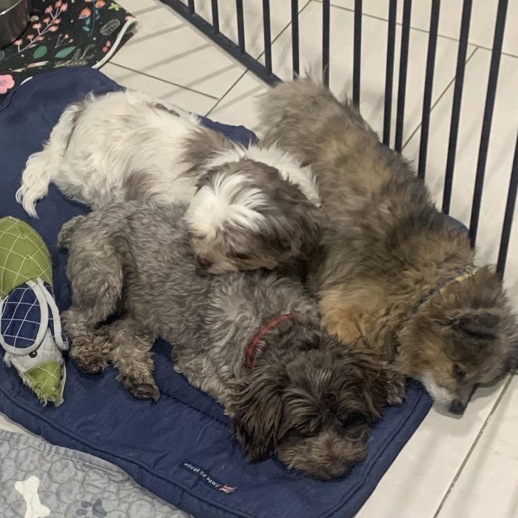 Dylan Maverick thumbnail 3