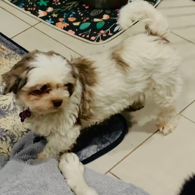 Dylan Maverick thumbnail 4