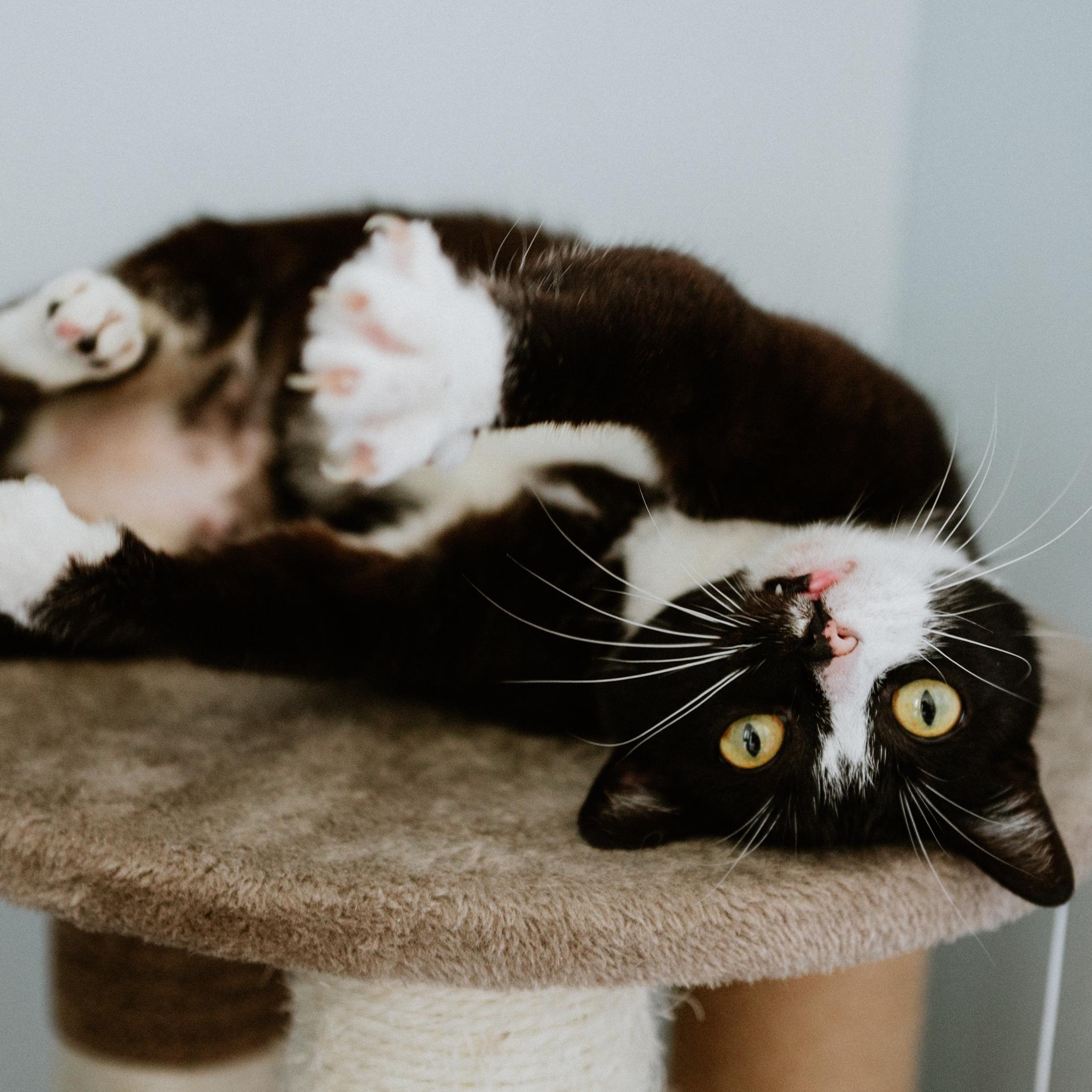 Enlarge Papito, a Adoptable Domestic Short Hair in Mission, BC image 2/6