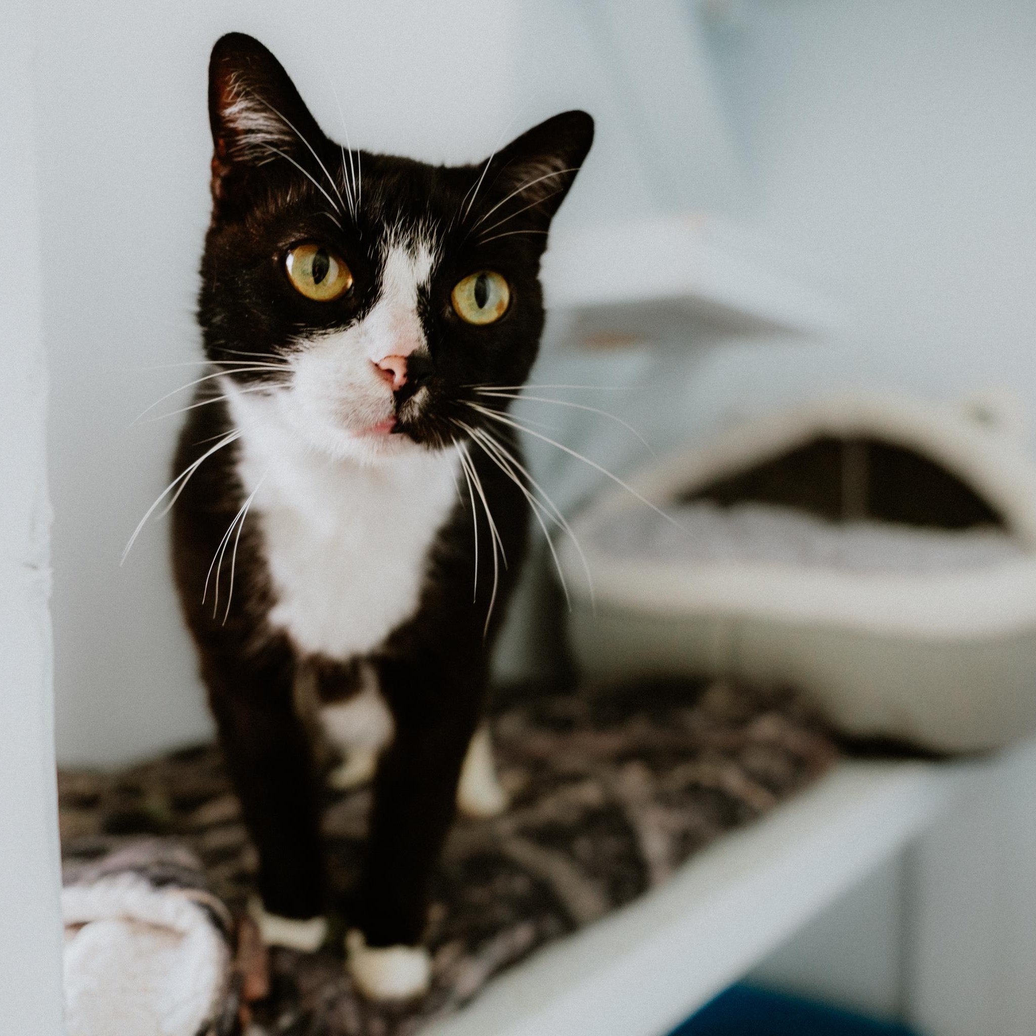 Enlarge Papito, a Adoptable Domestic Short Hair in Mission, BC image 6/6