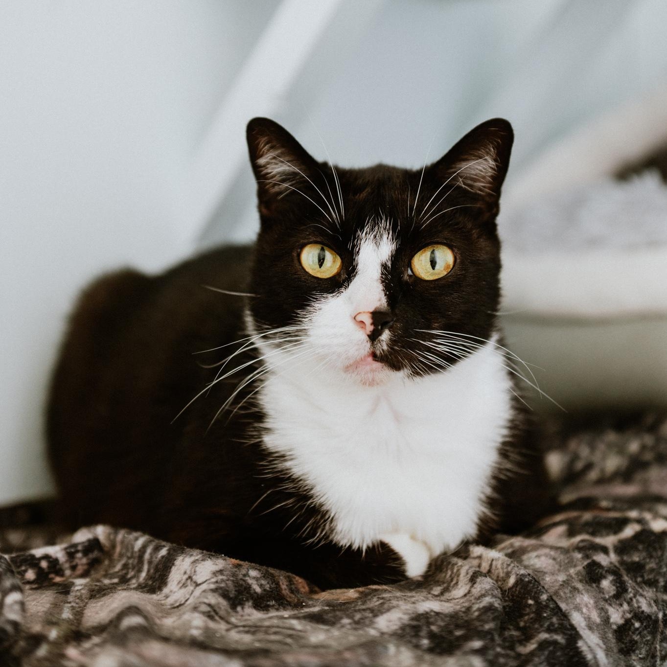 Enlarge Papito, a Adoptable Domestic Short Hair in Mission, BC image 1/6