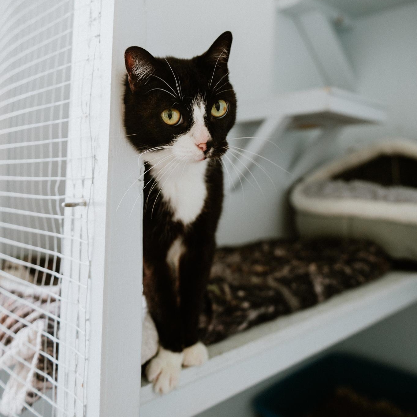 Enlarge Papito, a Adoptable Domestic Short Hair in Mission, BC image 3/6