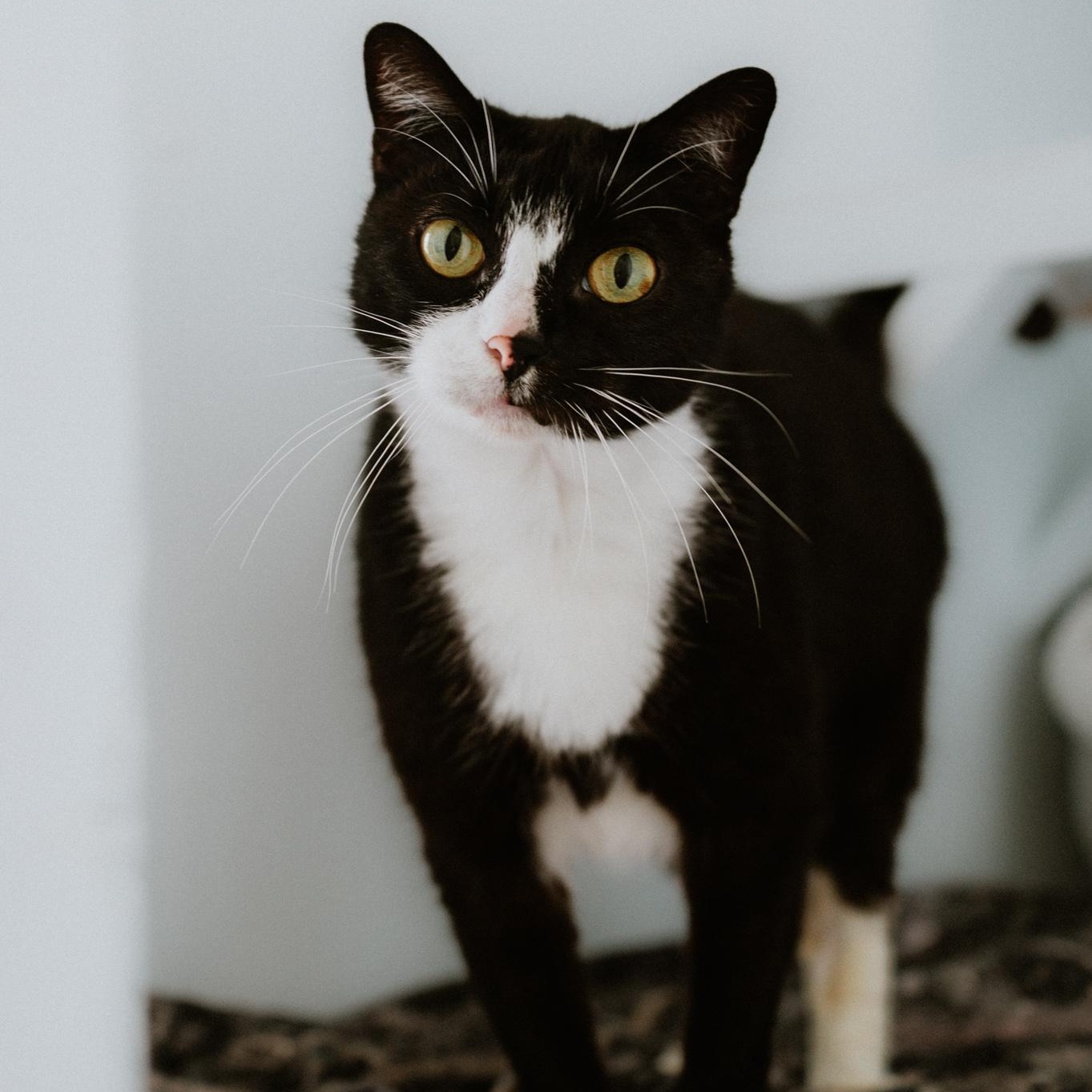 Enlarge Papito, a Adoptable Domestic Short Hair in Mission, BC image 5/6